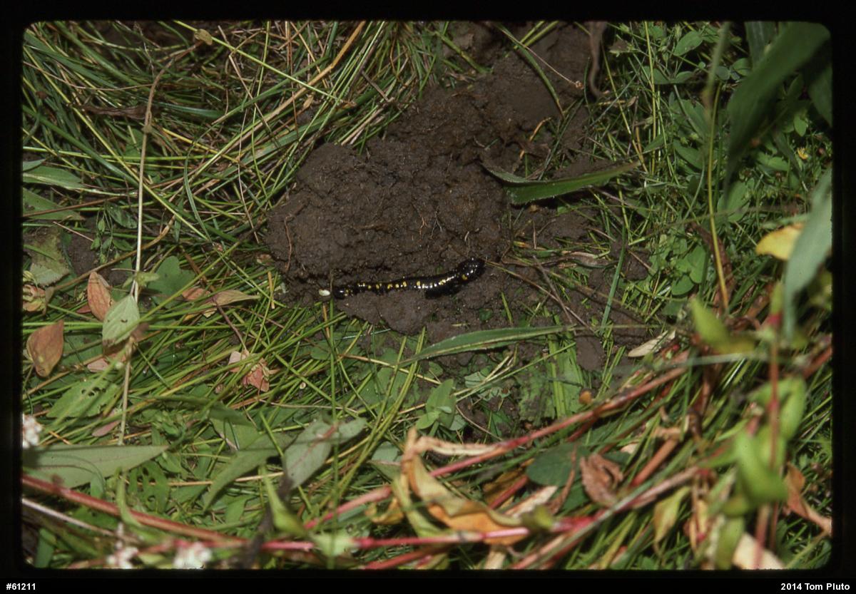 Spotted Salamander