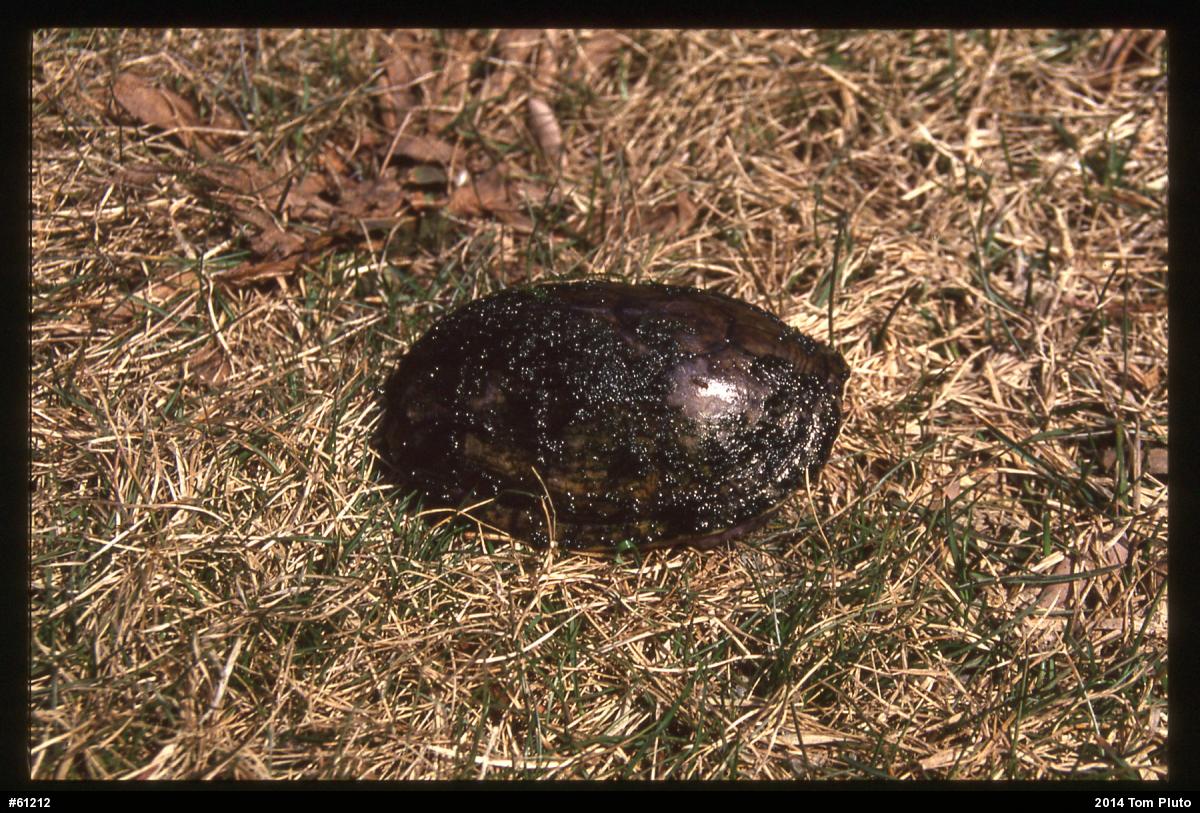 Eastern Musk Turtle