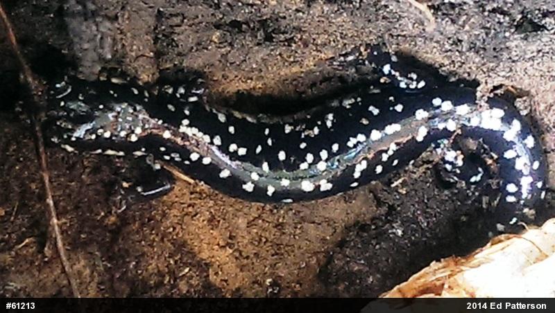 Northern Slimy Salamander