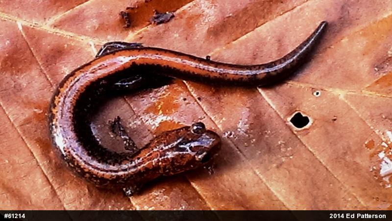 Eastern Red-backed  Salamander