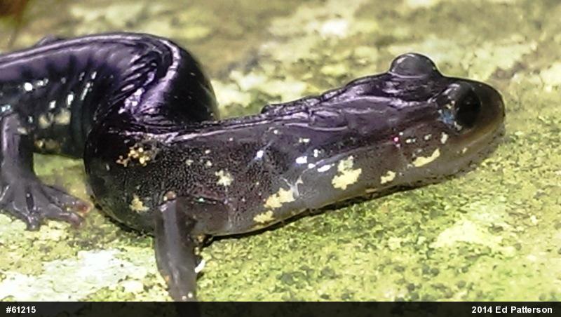 Wehrle's Salamander