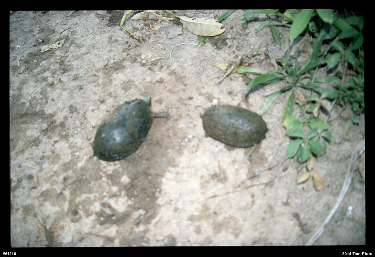 Eastern Musk Turtle