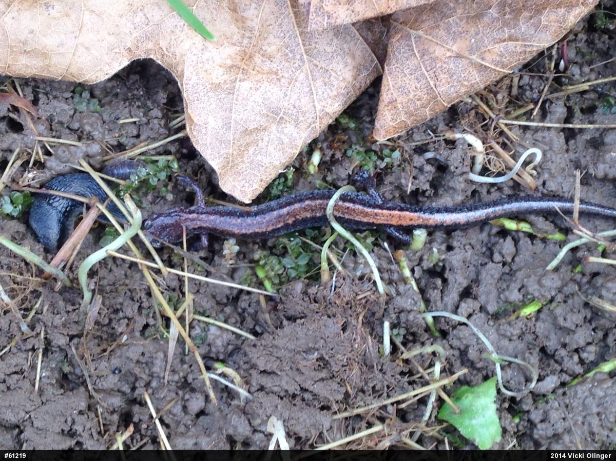 Eastern Red-backed  Salamander