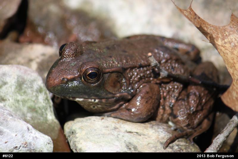 Green Frog