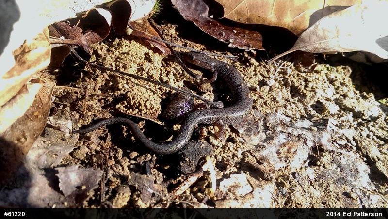 Valley And Ridge Salamander