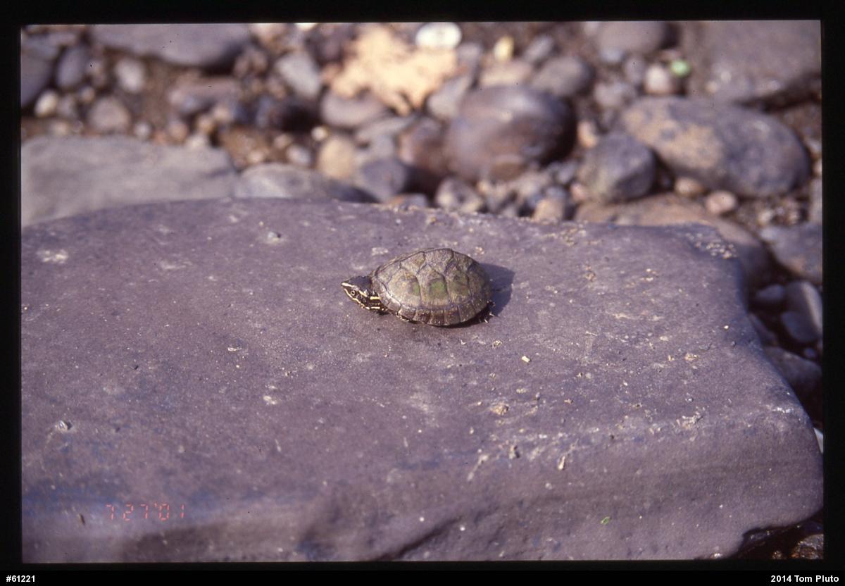 Eastern Musk Turtle