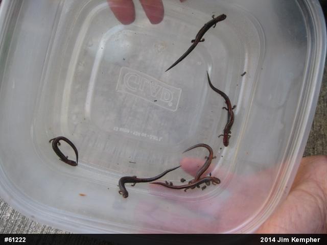 Eastern Red-backed  Salamander