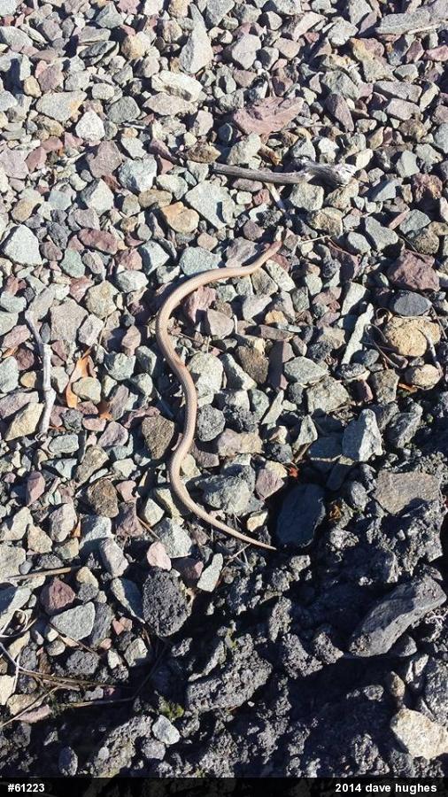 Red-bellied Snake