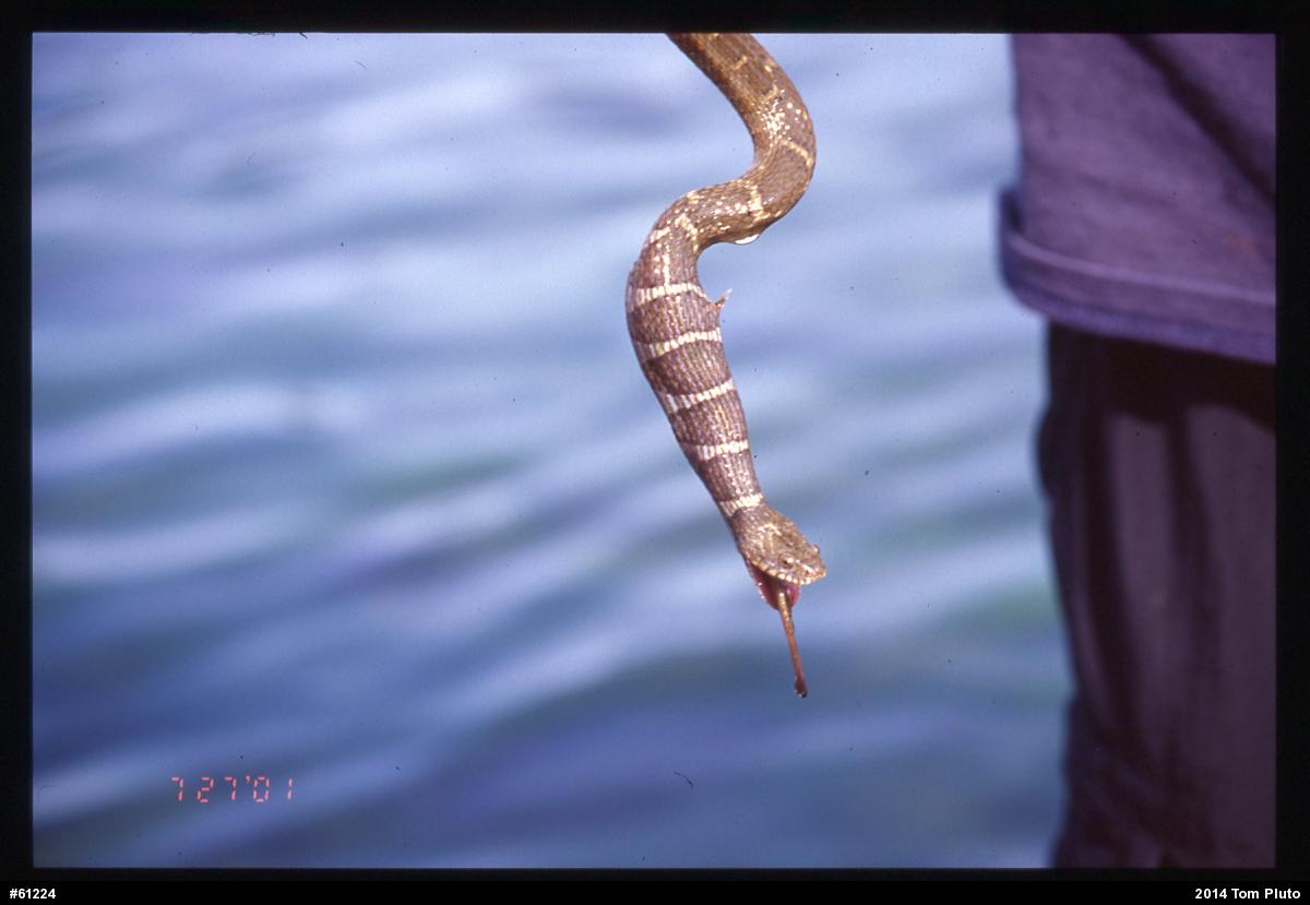 Northern Watersnake