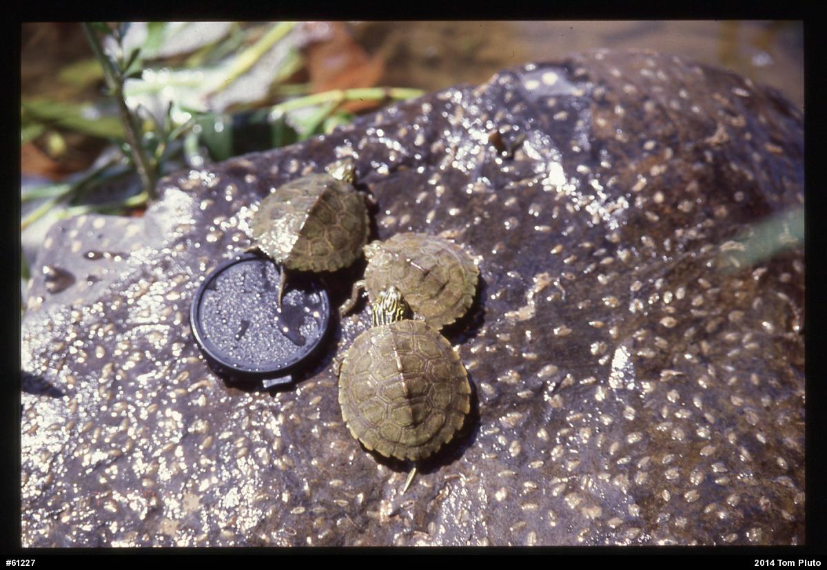 Northern Map Turtle