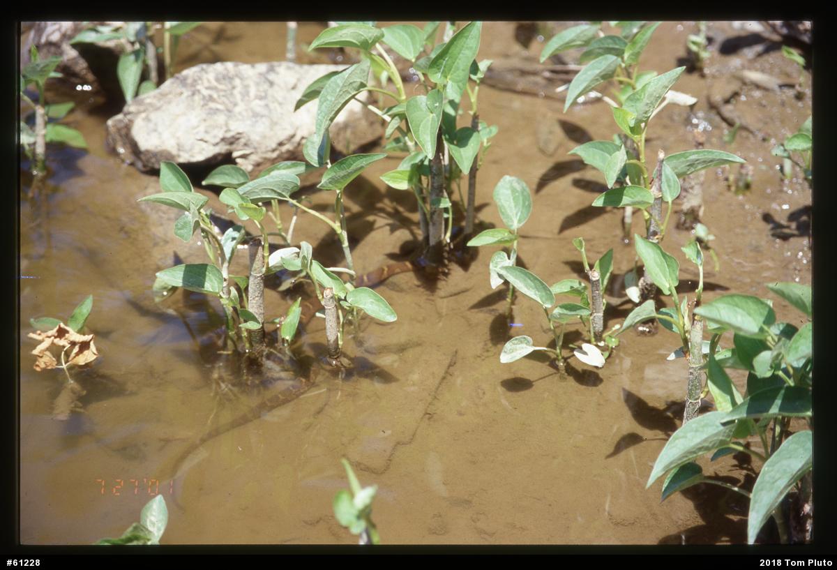 Northern Watersnake