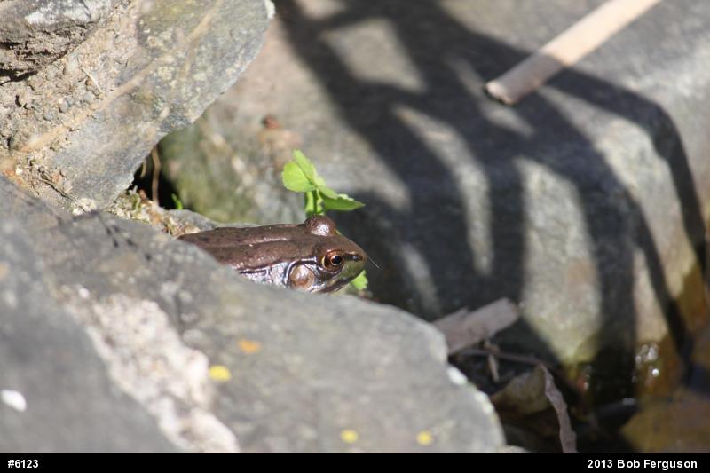 Green Frog