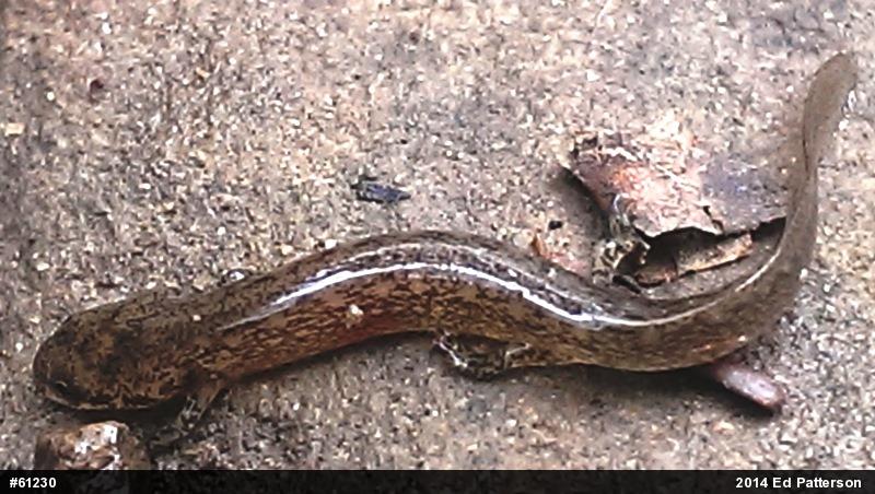 Northern Two-lined Salamander