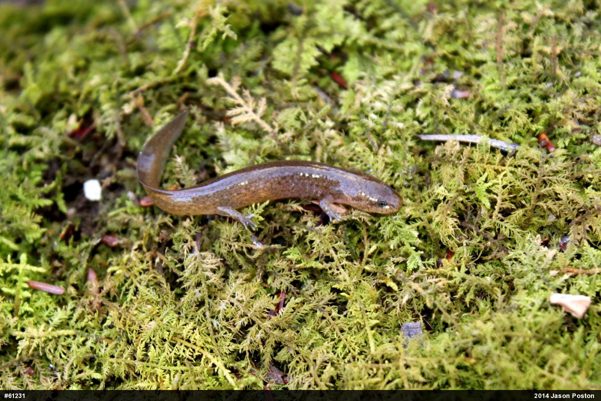 Northern Red Salamander