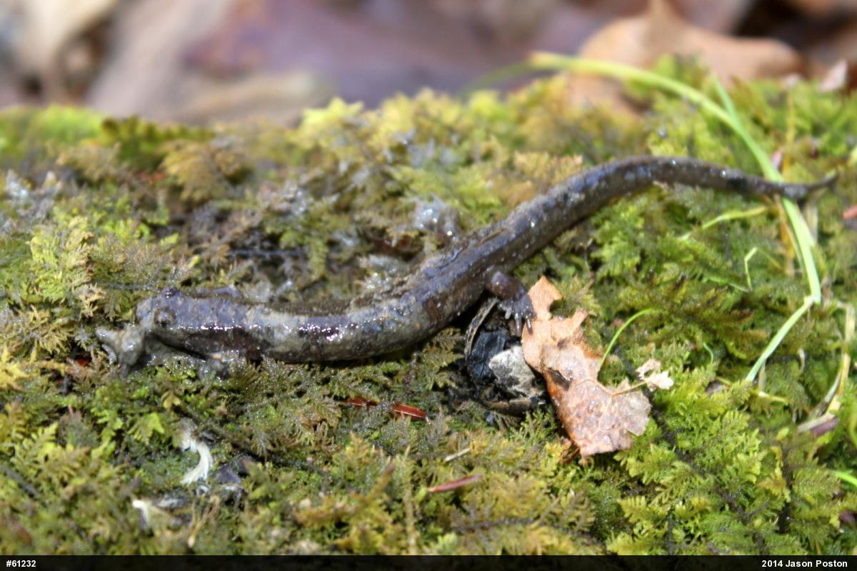 Northern Dusky Salamander