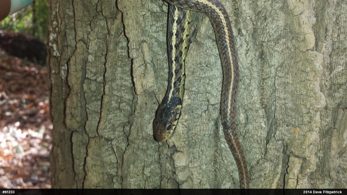 Eastern Gartersnake