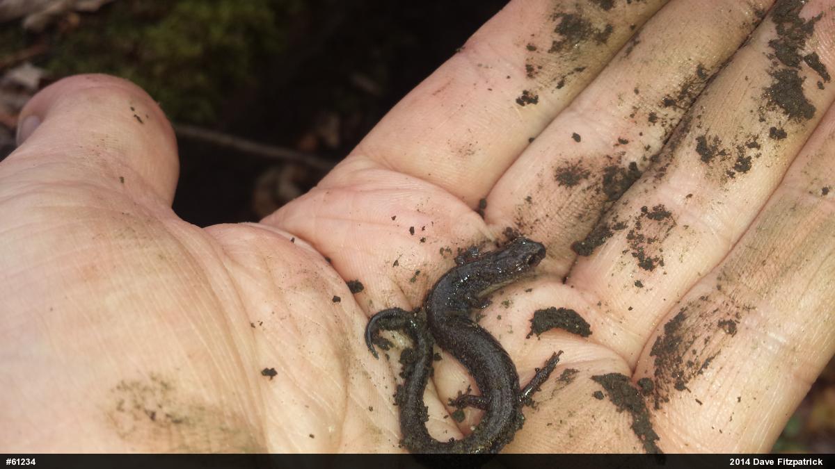 Eastern Red-backed  Salamander
