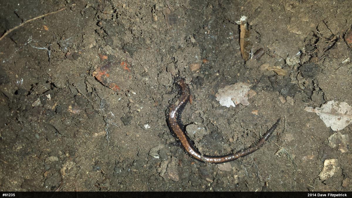 Eastern Red-backed  Salamander