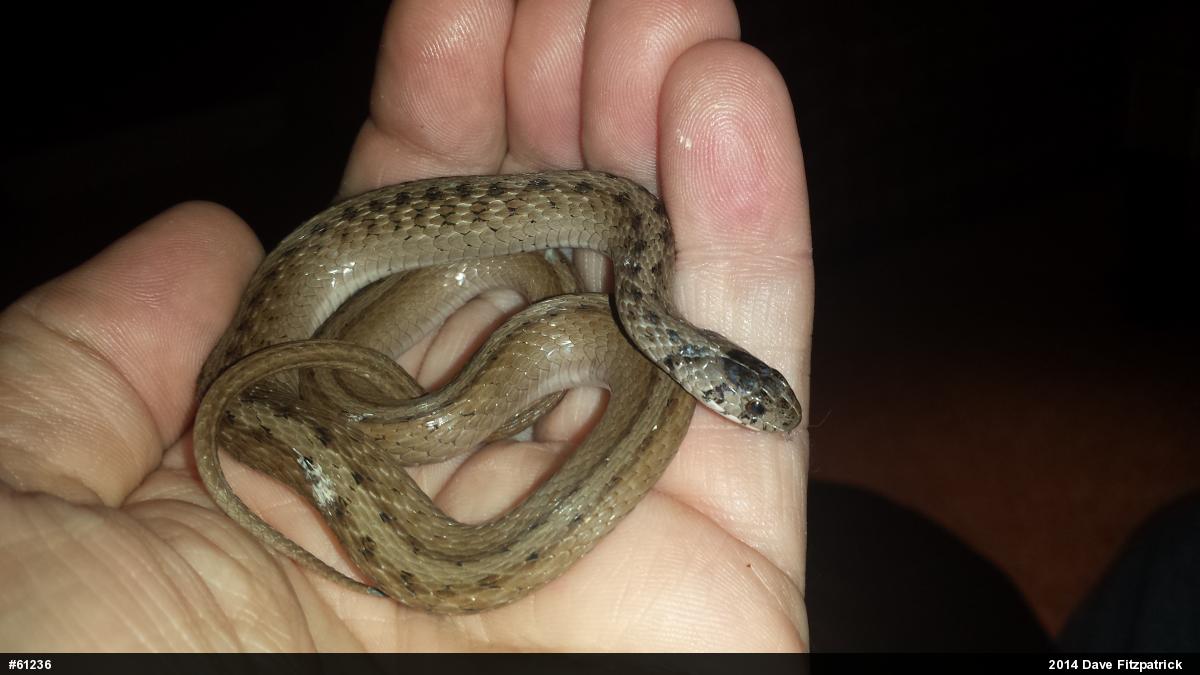 Dekay's Brownsnake