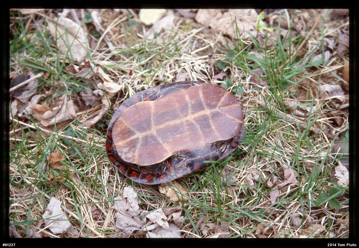 Painted Turtle