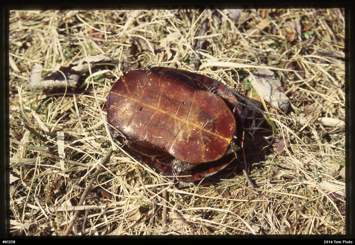 Midland Painted Turtle