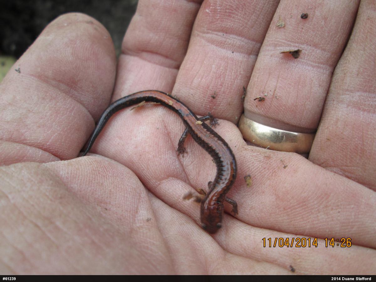 Eastern Red-backed  Salamander