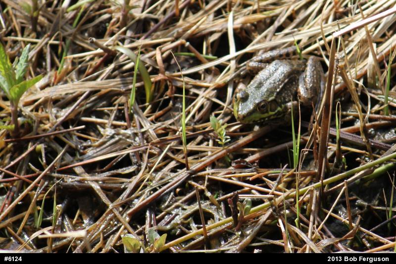 Green Frog