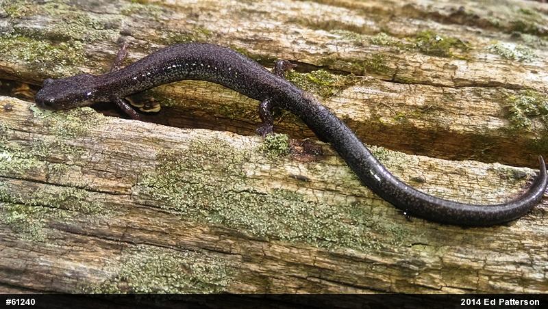 Valley And Ridge Salamander