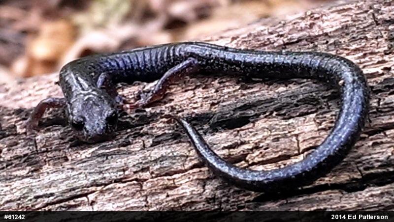Valley And Ridge Salamander