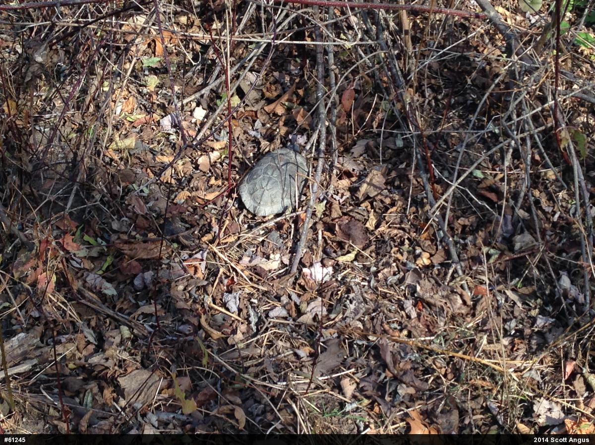 Wood Turtle