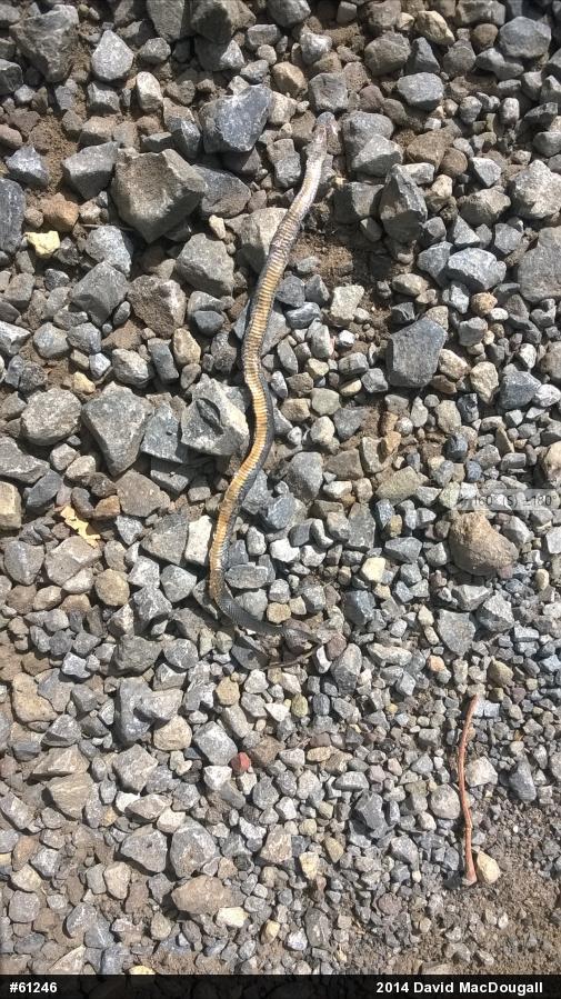 Northern Ring-necked Snake