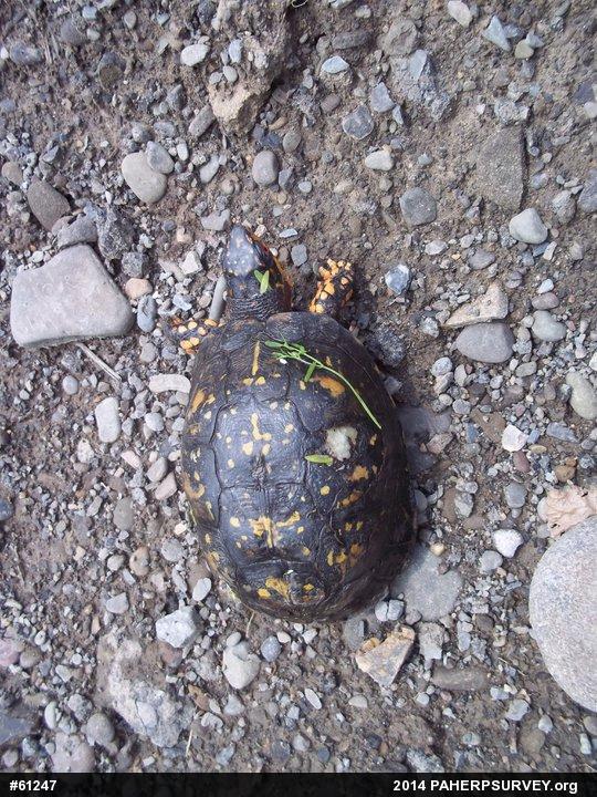 Eastern Box Turtle