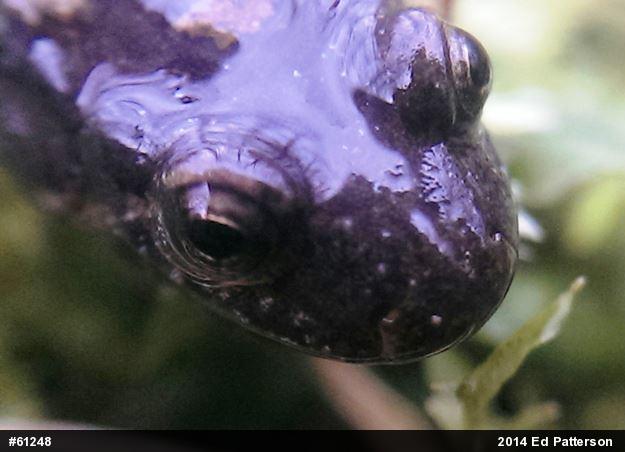 Northern Dusky Salamander