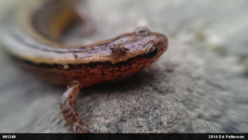 Northern Two-lined Salamander