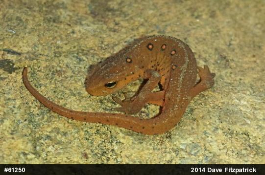 Red-spotted Newt