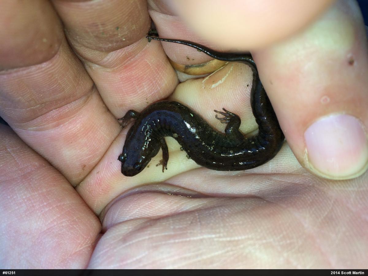 Northern Dusky Salamander