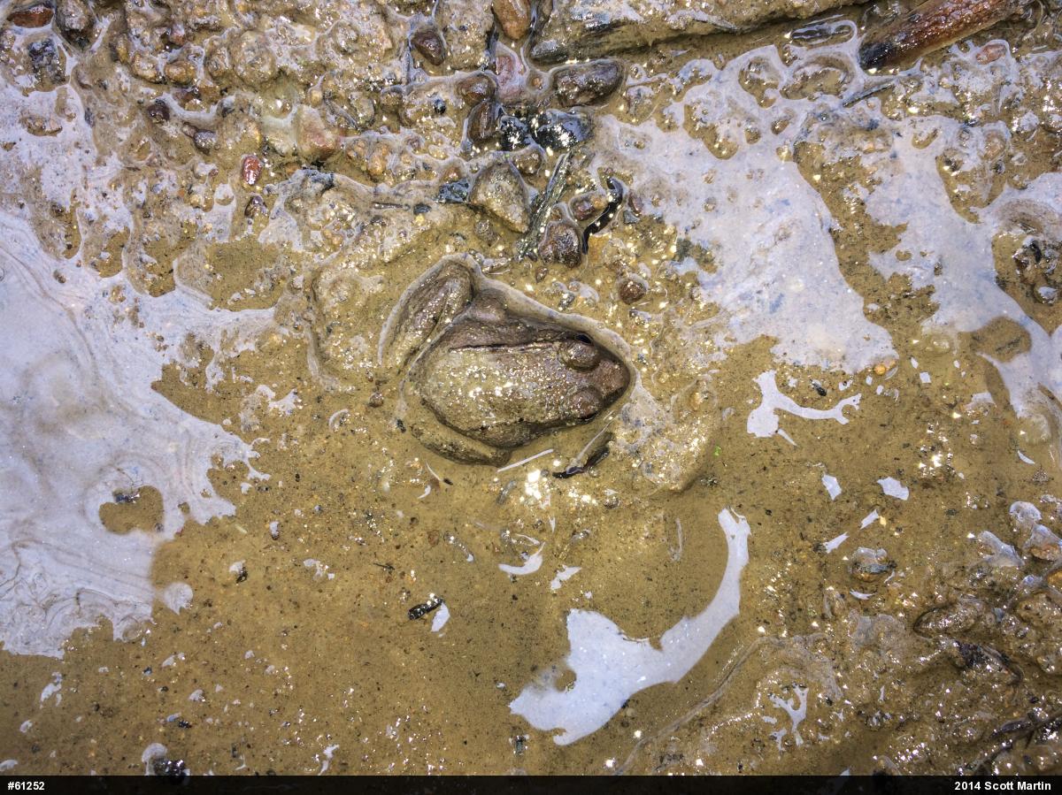 Green Frog