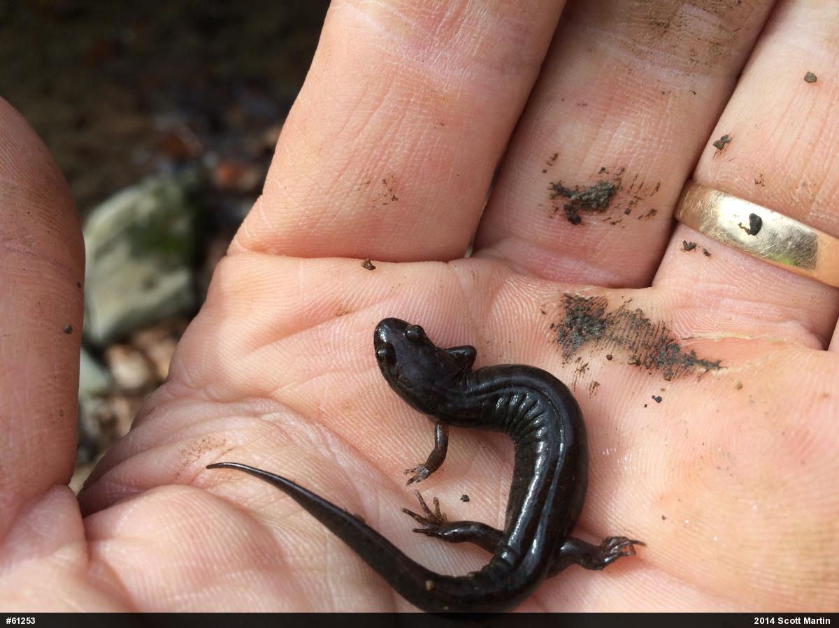 Northern Dusky Salamander