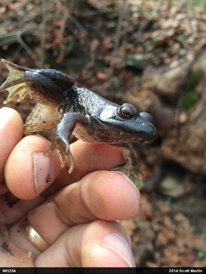 Green Frog