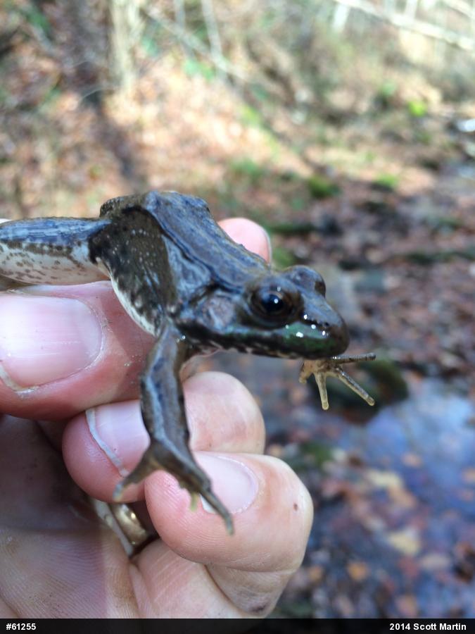 Green Frog