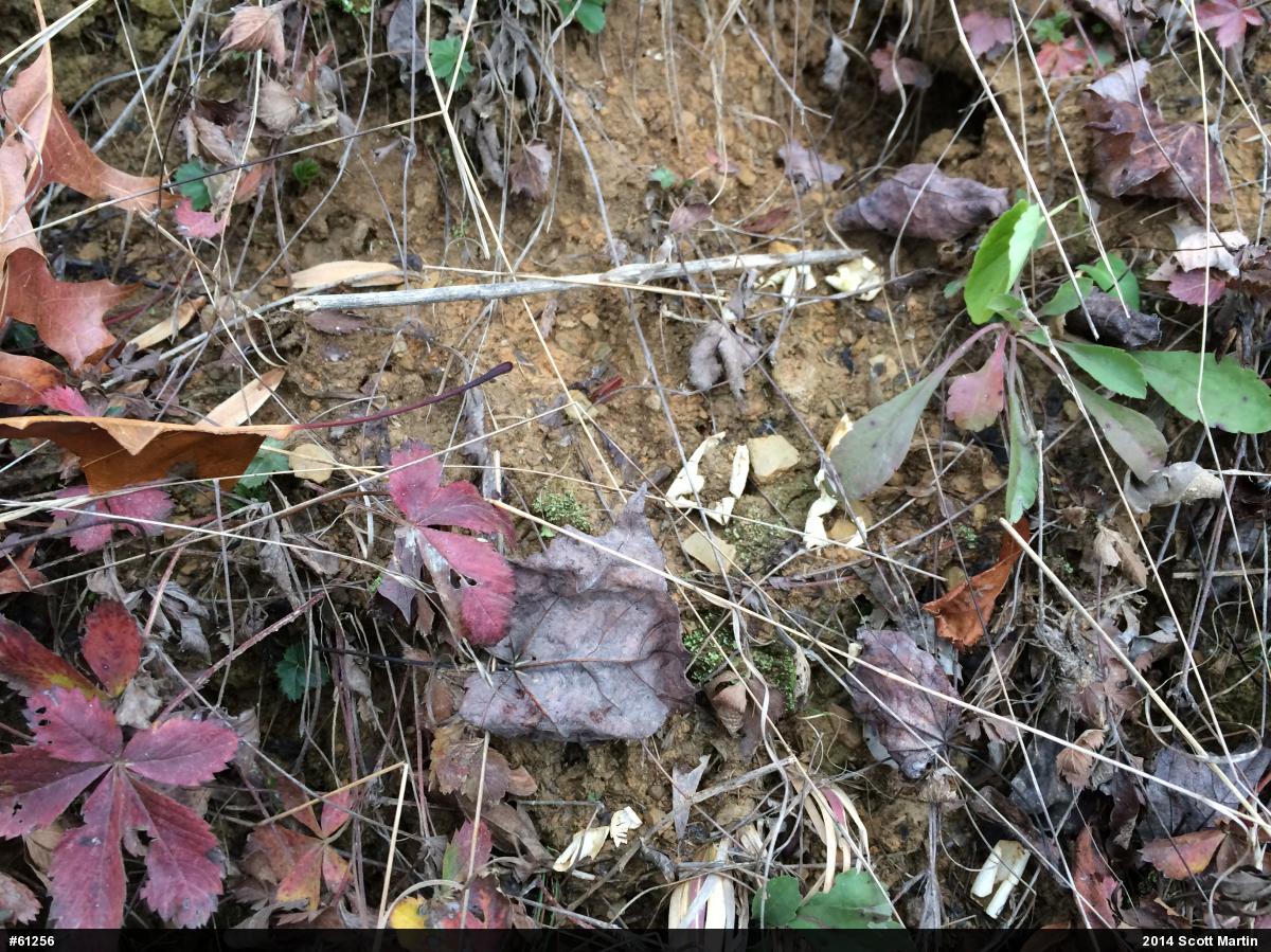Eastern Box Turtle