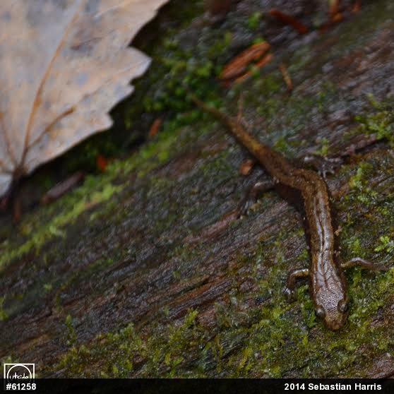 Allegheny Mountain Dusky Salamander