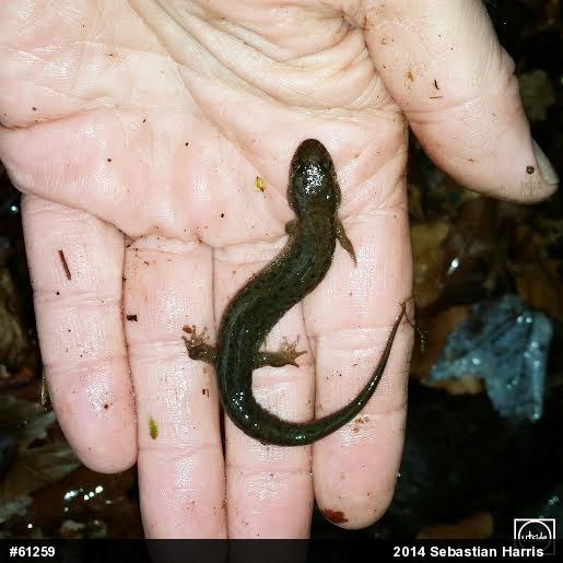 Northern Dusky Salamander