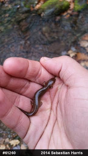 Northern Red Salamander