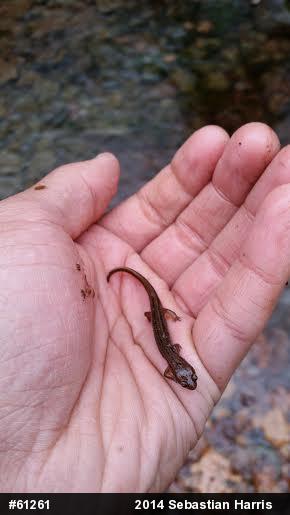 Northern Two-lined Salamander