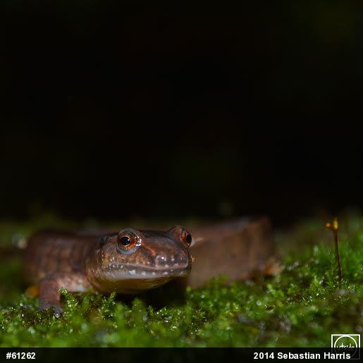 Northern Spring Salamander