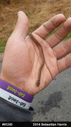 Dekay's Brownsnake