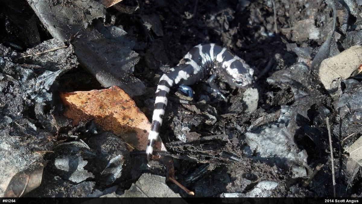 Marbled Salamander