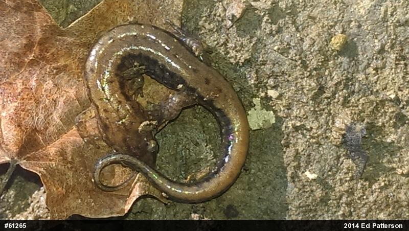 Allegheny Mountain Dusky Salamander