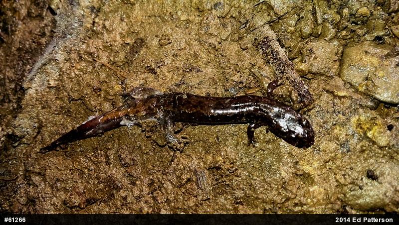 Northern Dusky Salamander